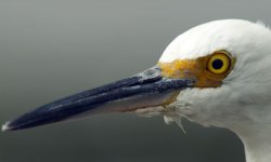 SE-head.jpg