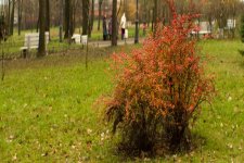 IMG_4415.jpg