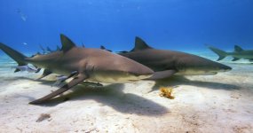 Lemon-Sharks-EPIC5K.jpg