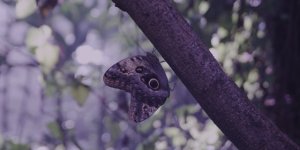 butterfly.0000000.jpg