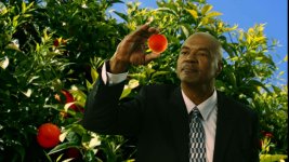 oranges.jpg