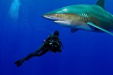 HH DEEP EPIC Oceanic WT - 2.jpg