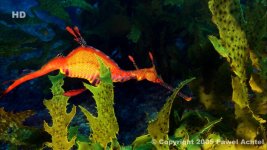 seadragon stills 2 © 2005.jpg