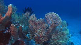 HD103 - Gorgonia 01.jpg