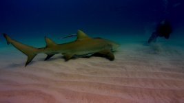 Lemon Shark.jpg