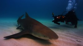 Frazier & Lemon shark.jpg