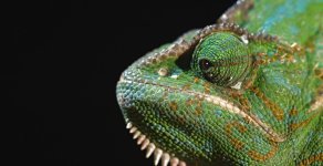 MHD_rCD5_Chameleon_D6K_01x2.jpg