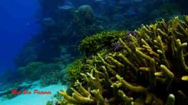 Coral Garden.0000634.jpg