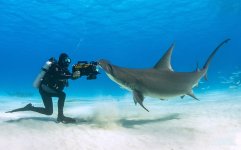 Frazier-Hammerhead-FB-CC.jpg