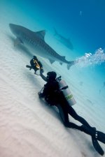Tiger Shark Rob BI SM VERT.jpg