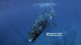 Mom and Calf wm.jpg