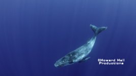 Calf wm.jpg