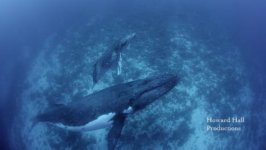 Tonga Mom and Calf 2.jpg