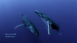 Dos Ballenas.jpg