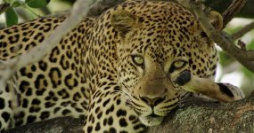 leopardleg.jpg