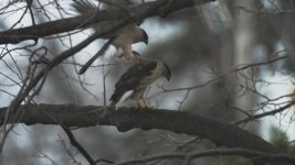Cooper's_Hawks_Mating_MVLFilms_2013_JPEG.jpg