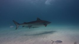 Tiger Shark grab.0000243.jpg