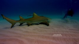 Lemon Shark press.jpg