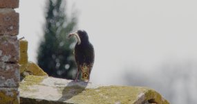 Bird600Chenille.jpg