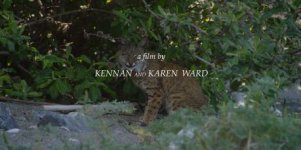 KWfilm2.jpg