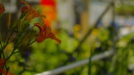 flower bokeh.jpg