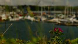 flower foreground bay.jpg
