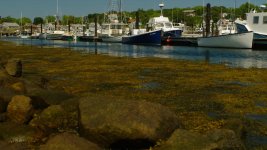 seaweed.jpg