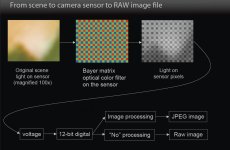 Rawcapture.jpg