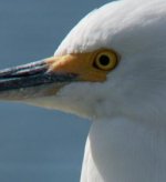 egret.jpg