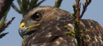 hawk.jpg