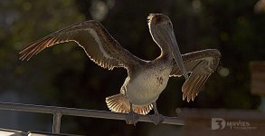 Pelicanos.jpg