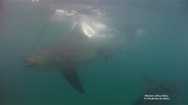 Bull Shark lo.jpg