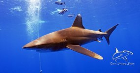 Oceanic-Pilotfish-logo.jpg