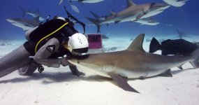 Terri-Shark-Kiss.jpg