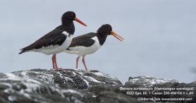 Ostreros-+-200-400.jpg