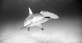 Hammer-B&W-FB.jpg
