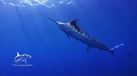 Blue-Marlin-to-Sun.jpg