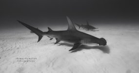 two hammerheads.jpg