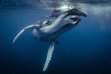 humpback mother & calf_680.jpg