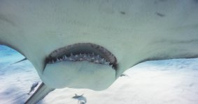 Hammerhead-doing-business.jpg