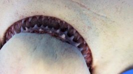 Close-Up-Hammerhead-Teeth.jpg