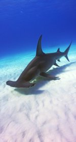 Hammerhead-Vertical.jpg