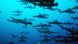 hammerhead3-openwater.jpg