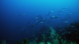 hammerhead5-rocks.jpg