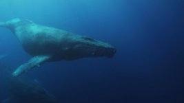 humpback7.jpg