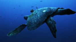 tortuga-openwater.jpg