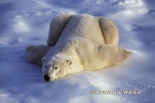 2006_3_132MA8908.jpg
