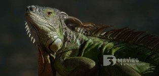 dragon1.jpg