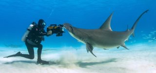FrazierHammerheadcrop.jpg