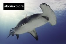 ©ABC4EXPLORE_HAMMERHEAD.jpg